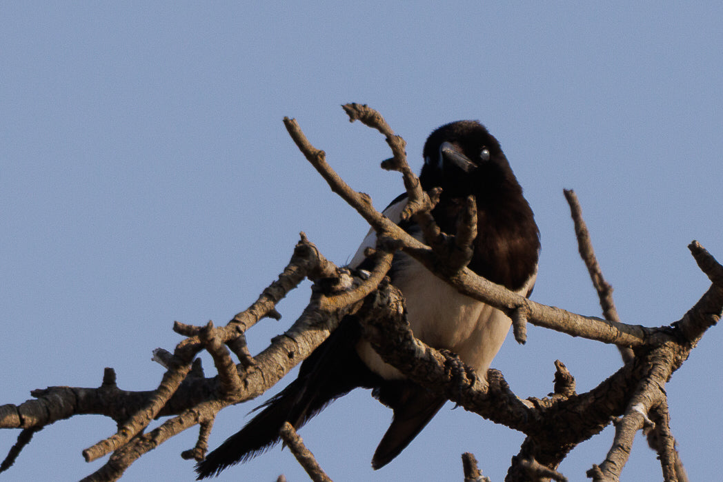 Magpie, Eurasian Magpie (Pica pica)