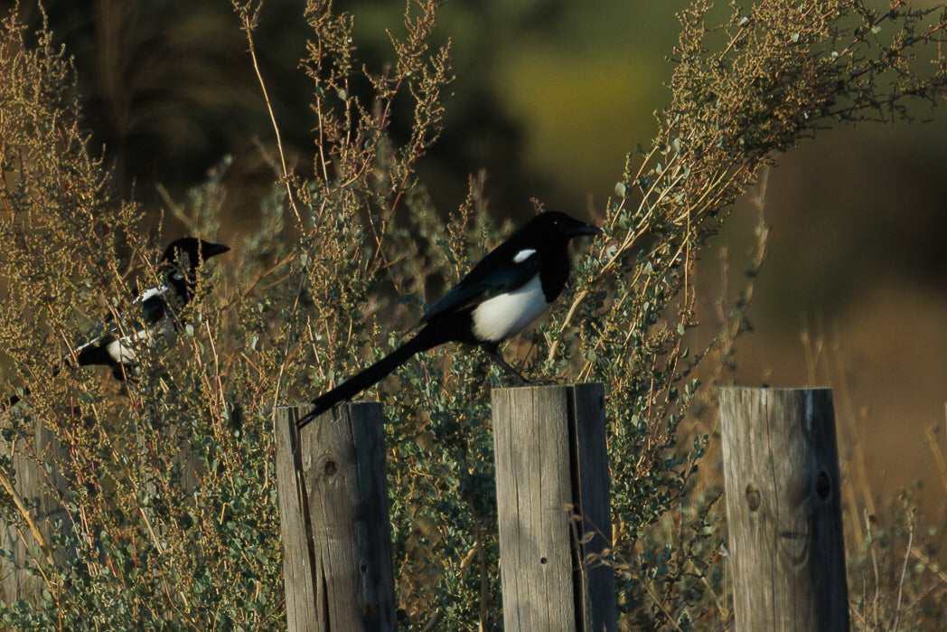 Magpie, Eurasian Magpie (Pica pica)