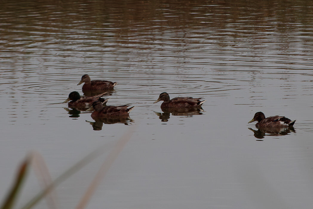 Mallard (Anas platyrhynchos)