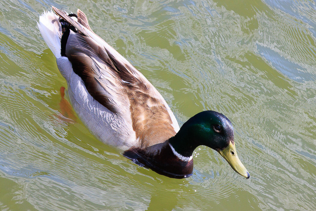 Mallard (Anas platyrhynchos)