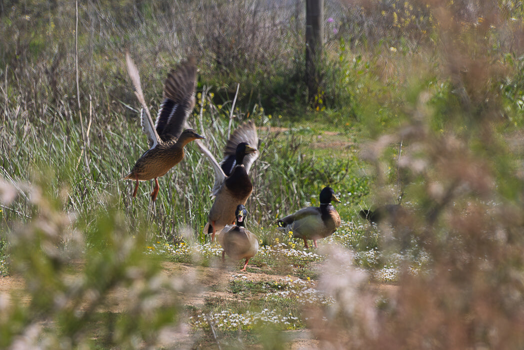Mallard (Anas platyrhynchos)