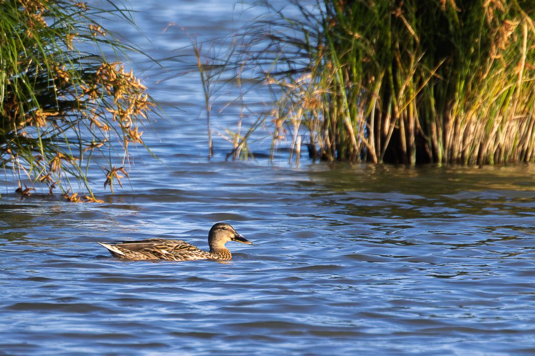 Mallard (Anas platyrhynchos)