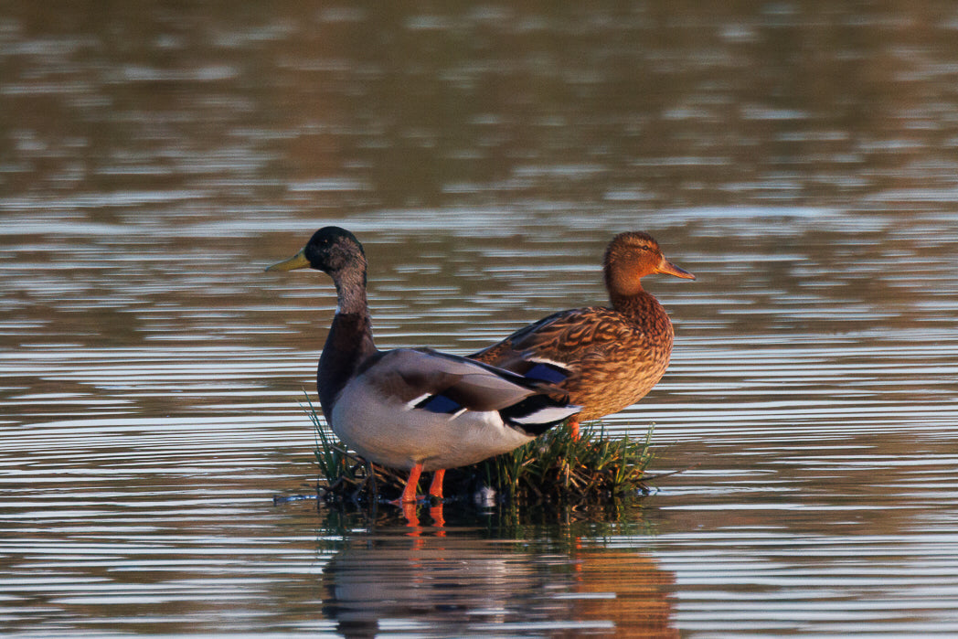 a Couple of mallard standing on a patch of grass in a body of water.