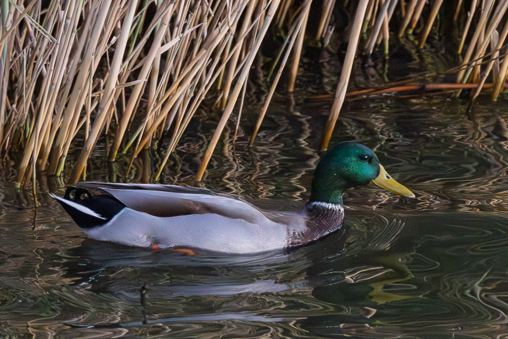 Mallard (Anas platyrhynchos)