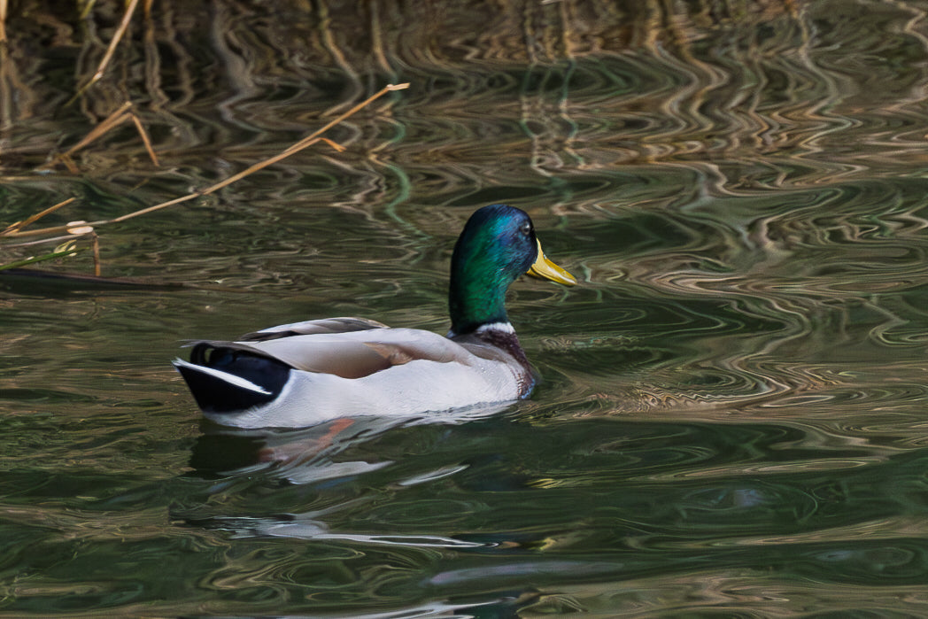 Pato-Real (Anas platyrhynchos)