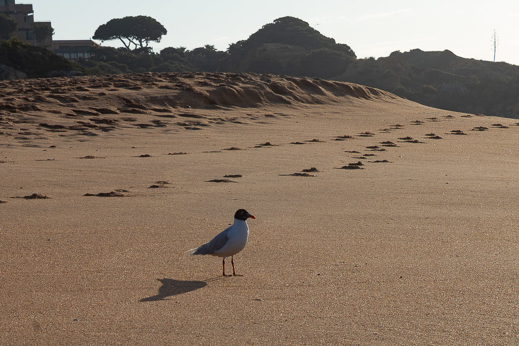 Mediterranean gull (Ichthyaetus melanocephalus)