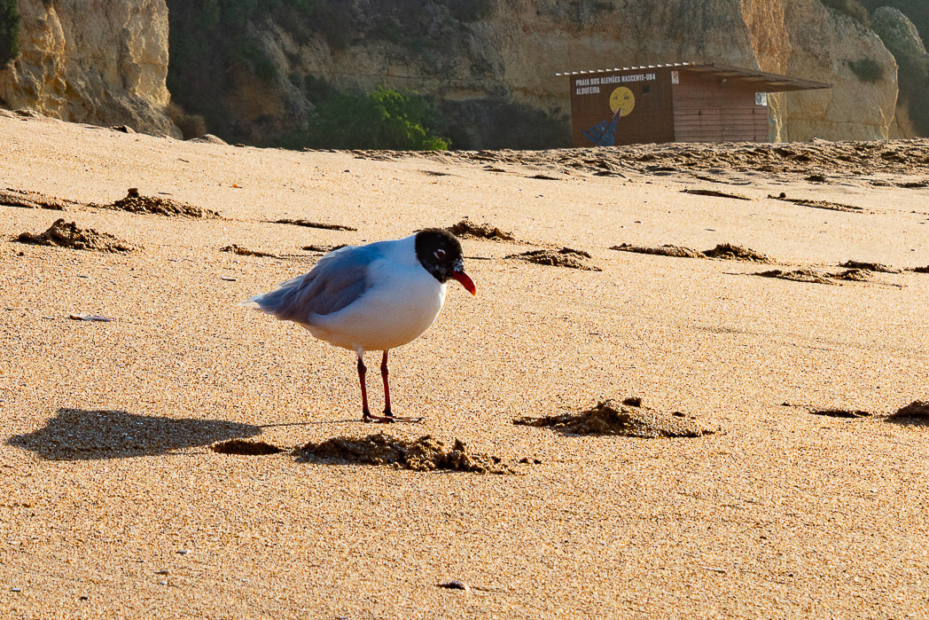 Gaivota de cabeça preta (Ichthyaetus melanocephalus)