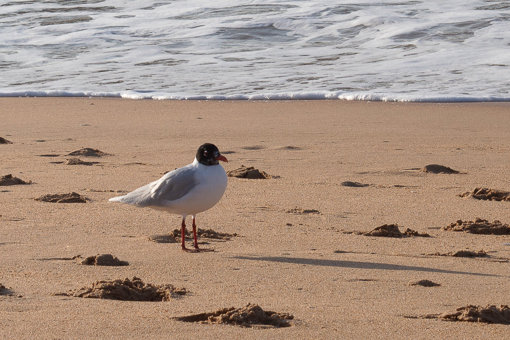 Gaivota de cabeça preta (Ichthyaetus melanocephalus)