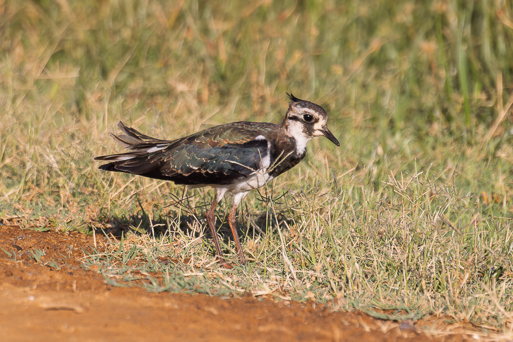 Abibe-comum (Vanellus vanellus)