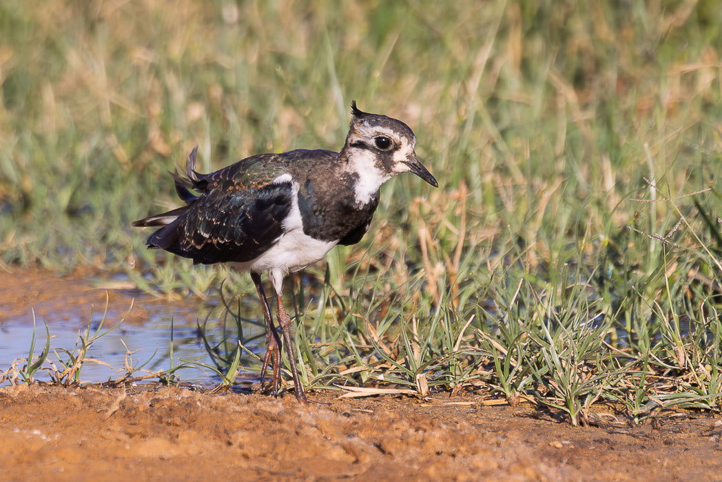 Abibe-comum (Vanellus vanellus)