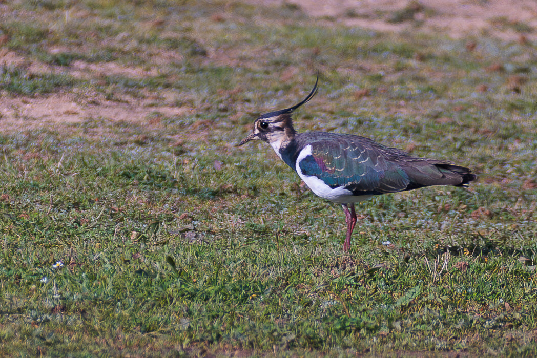 Abibe-comum (Vanellus vanellus)