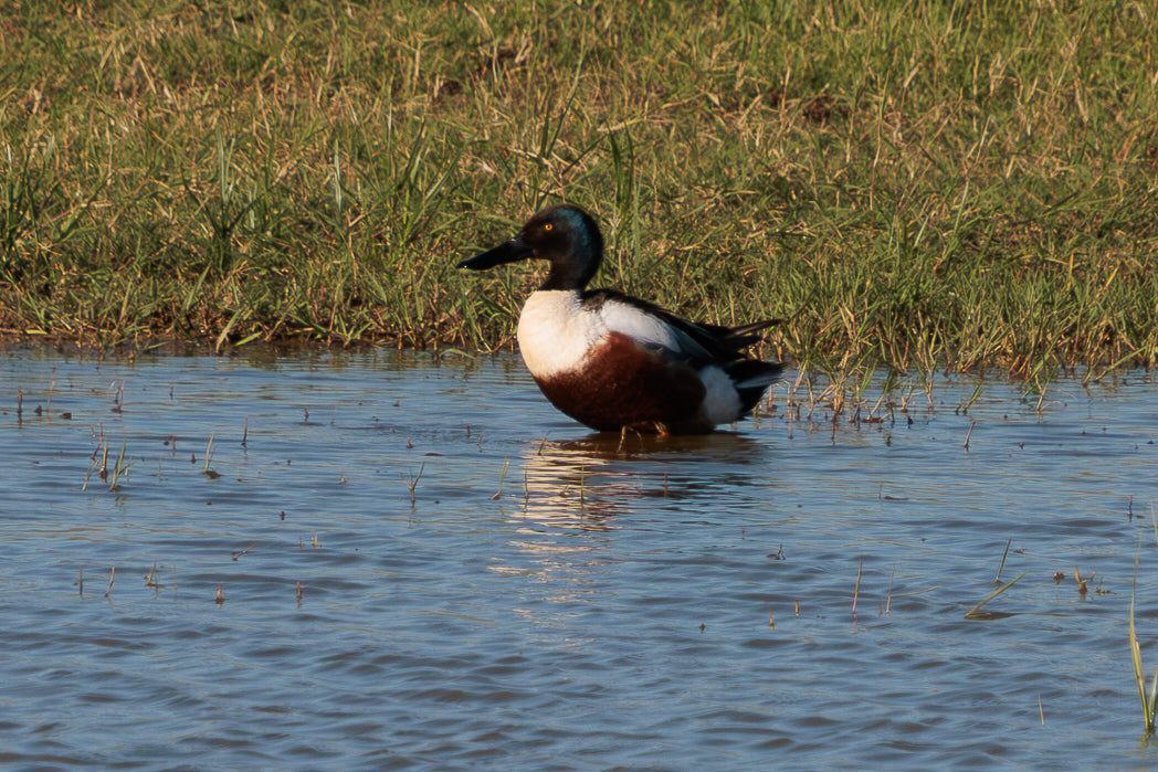 Pato-trombeteiro (Anas clypeata)