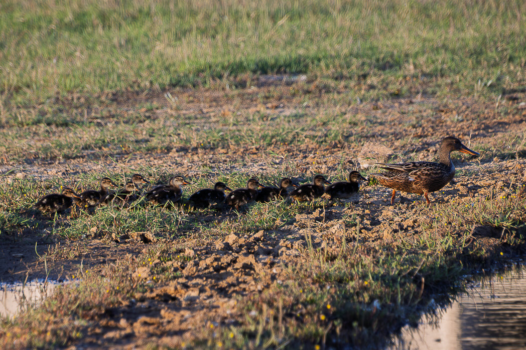 Northern shoveler (Anas clypeata)