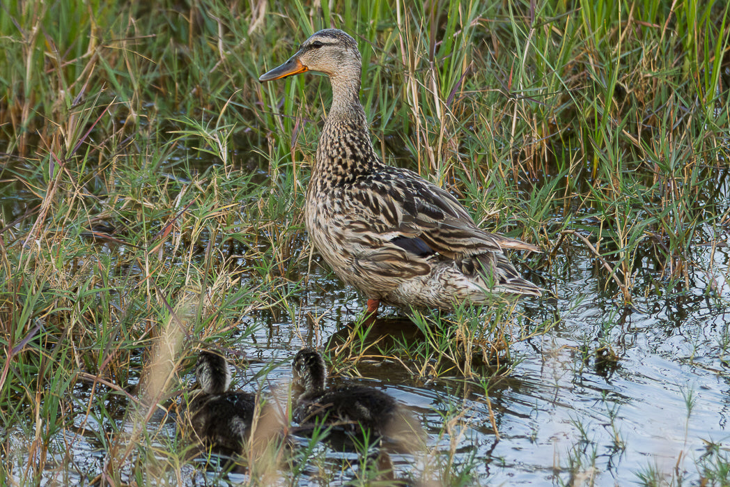 Pato-trombeteiro (Anas clypeata)
