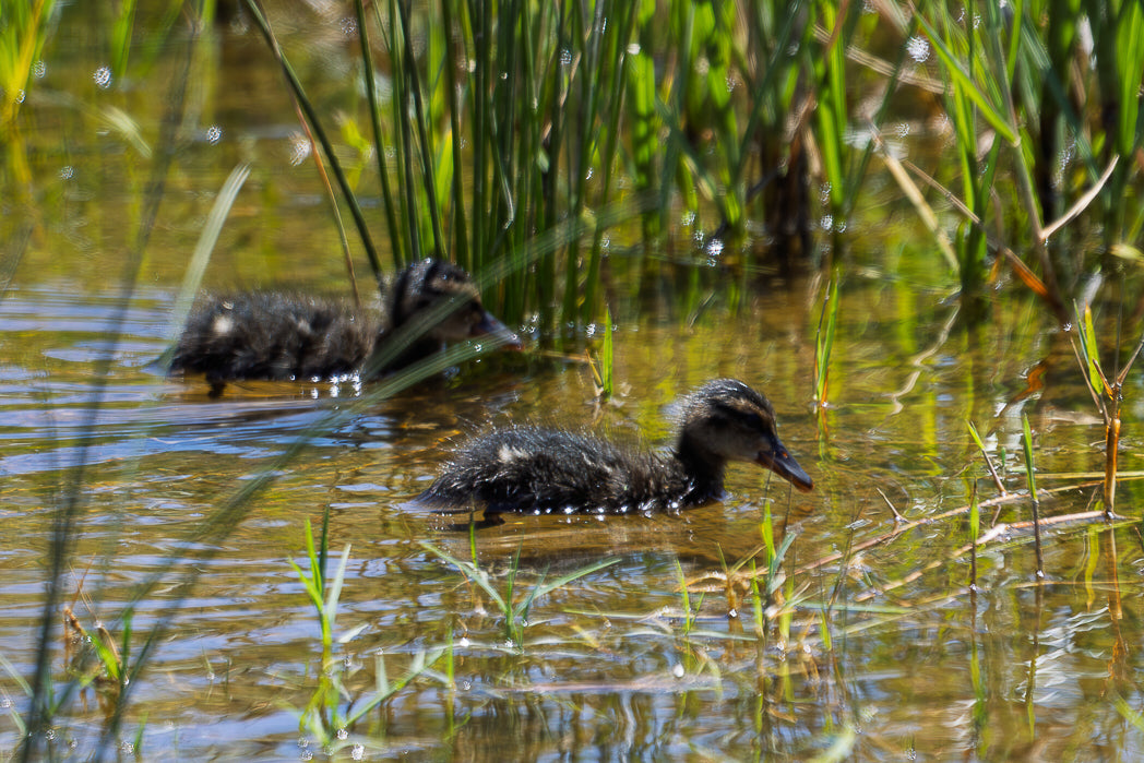 Pato-trombeteiro (Anas clypeata)