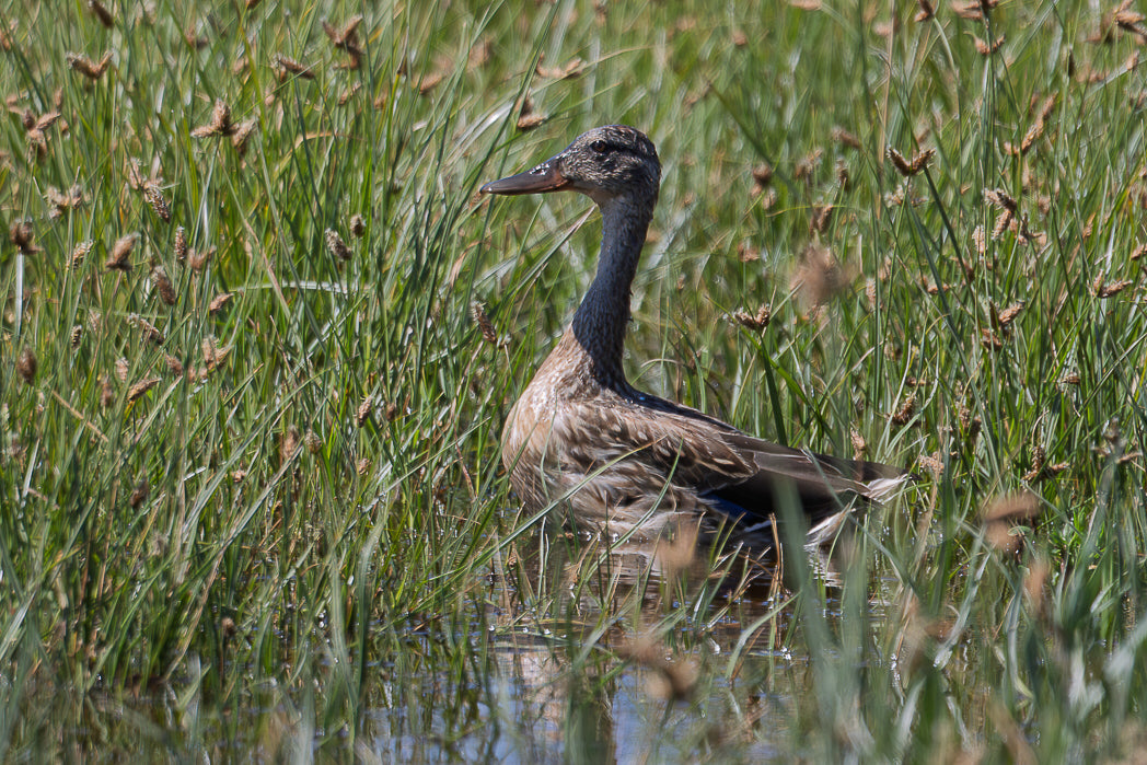 Pato-trombeteiro (Anas clypeata)