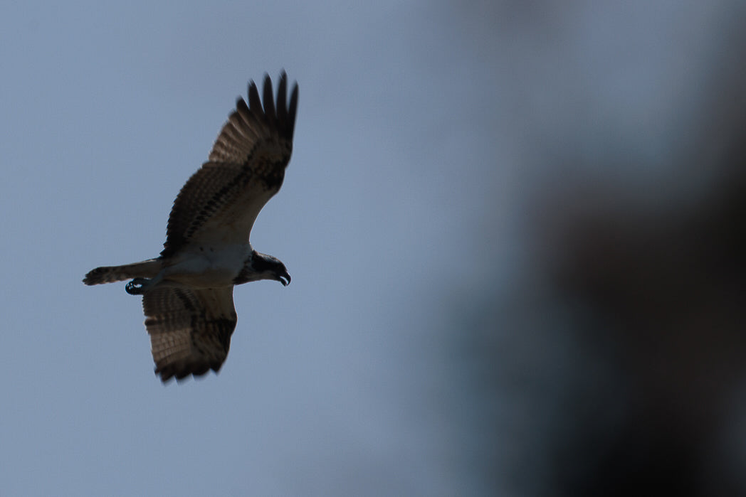 Osprey (Pandion haliaetus)