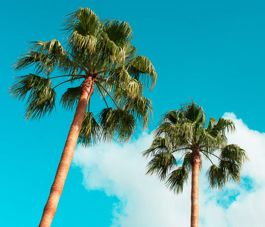 Palm Trees (Displayed on Canvas 60x60)