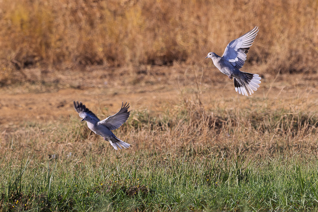 Pombo (Columba livia)