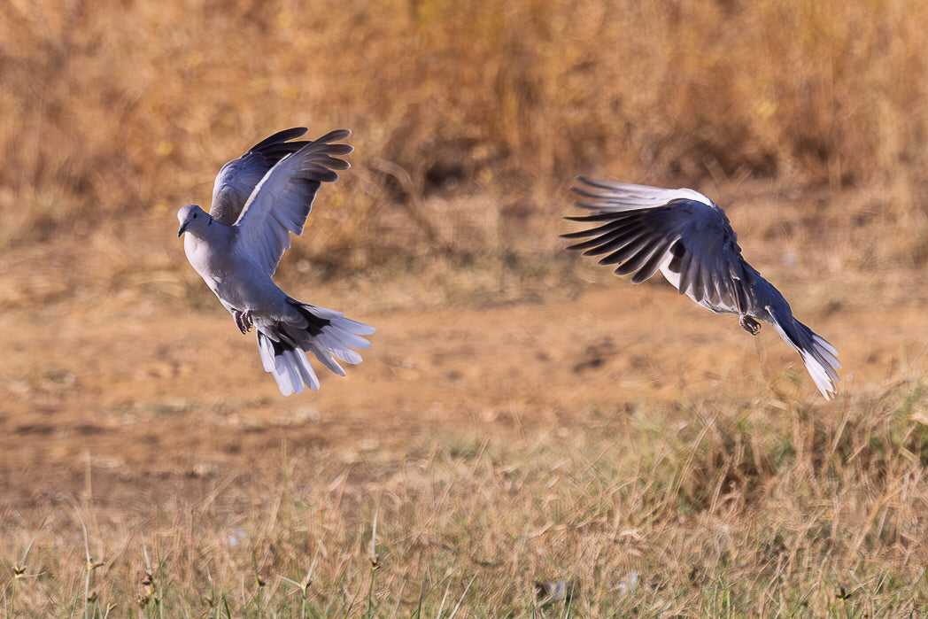Pombo (Columba livia)