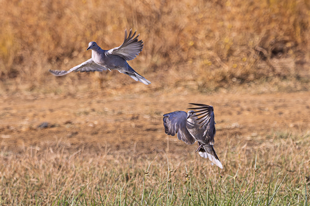 Pombo (Columba livia)