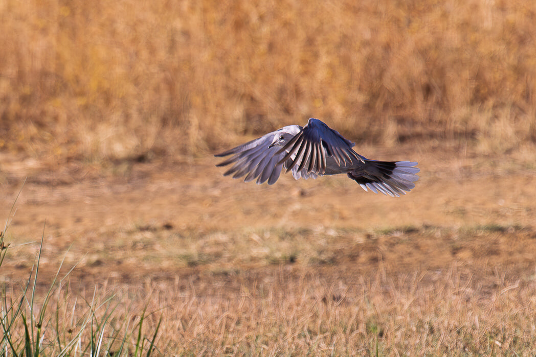 Pigeon (Columba livia)