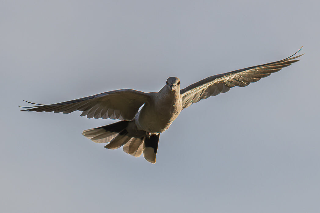 Pigeon (Columba livia)