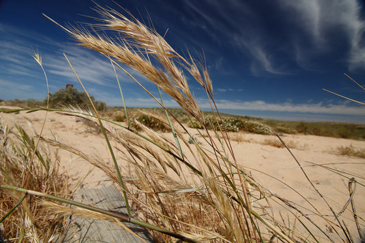 Salgados Natural Lagoon (Displayed in a Frame of 62x46)