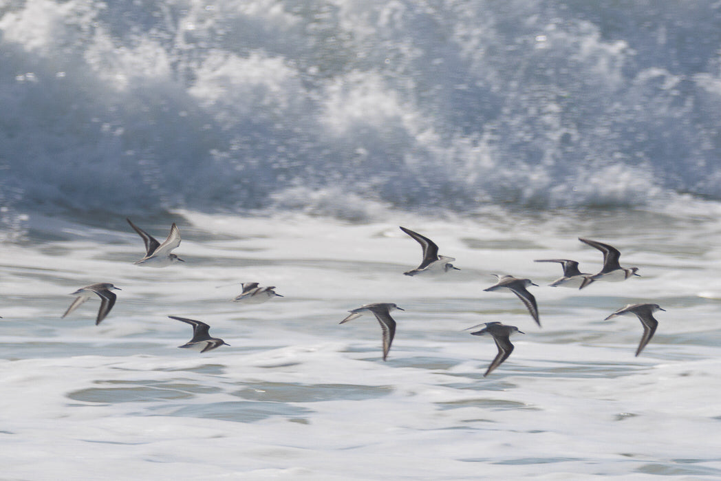 Pilrito-das-praias (Calidris alba)