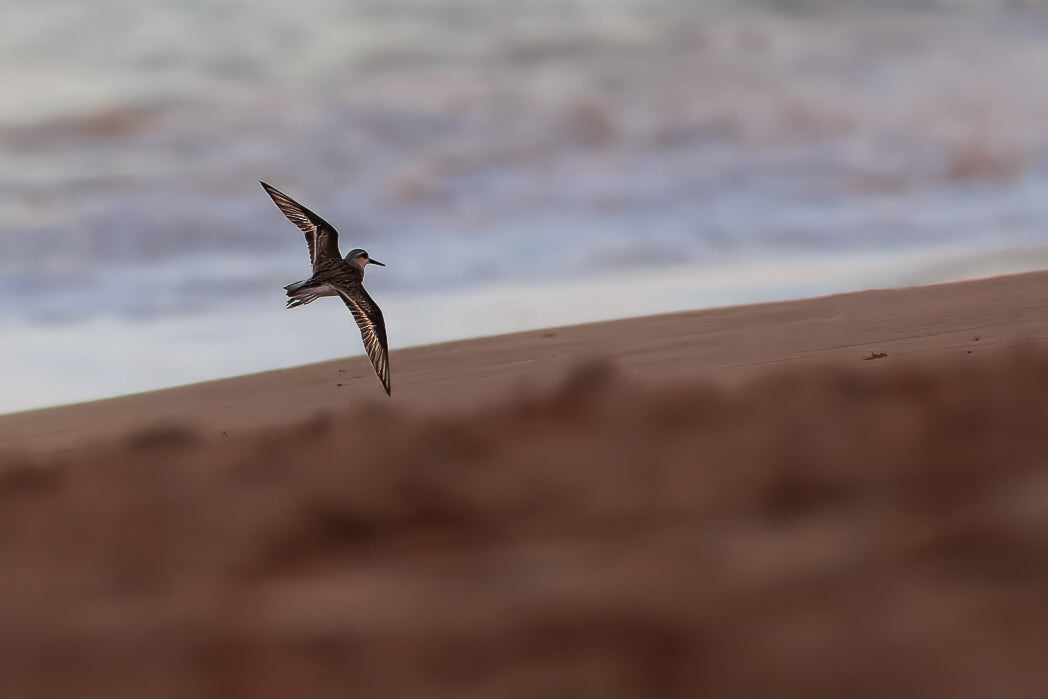 Pilrito-das-praias (Calidris alba)