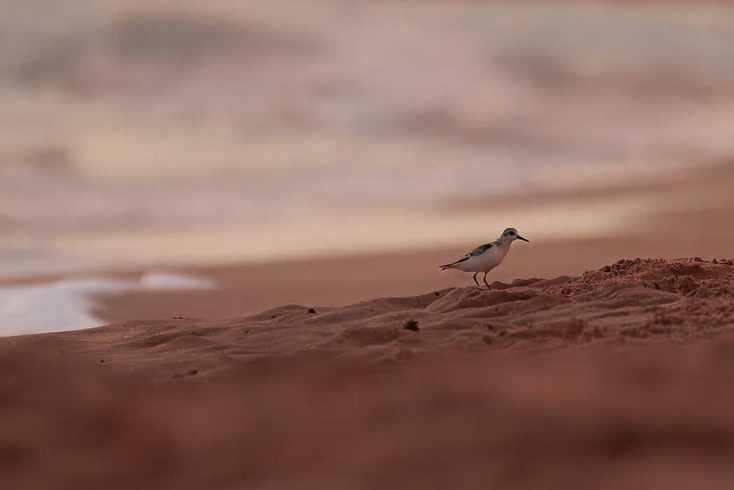Sanderling (Calidris alba)