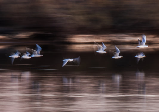 Seagulls in Flight (Displyed Framed 40x30)
