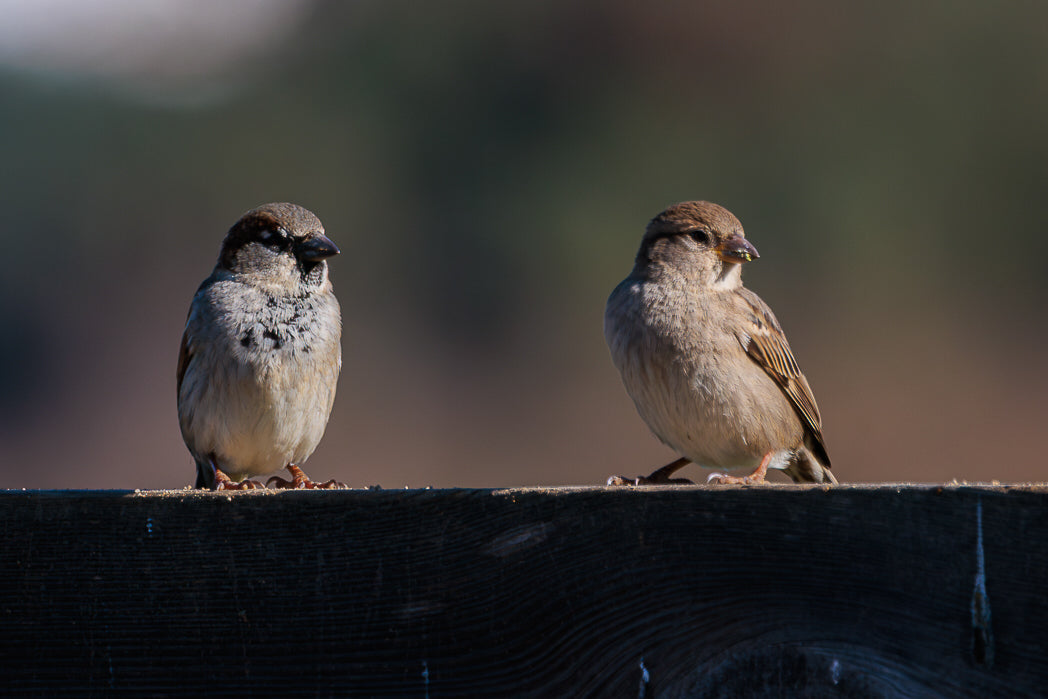 Pardal (Passer domesticus)