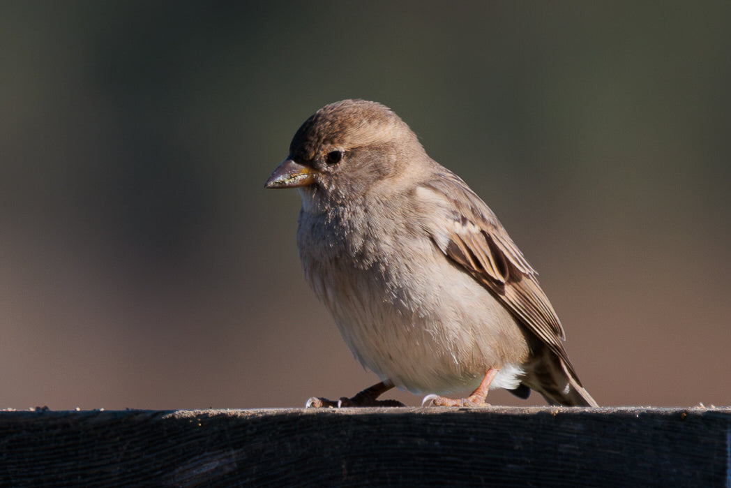 Pardal (Passer domesticus)