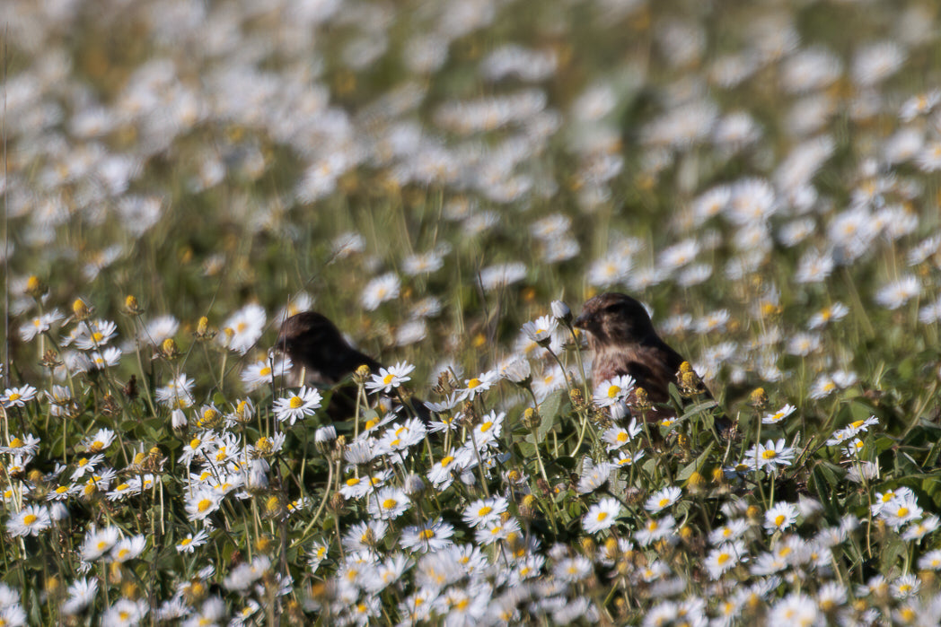 Pardal (Passer domesticus)