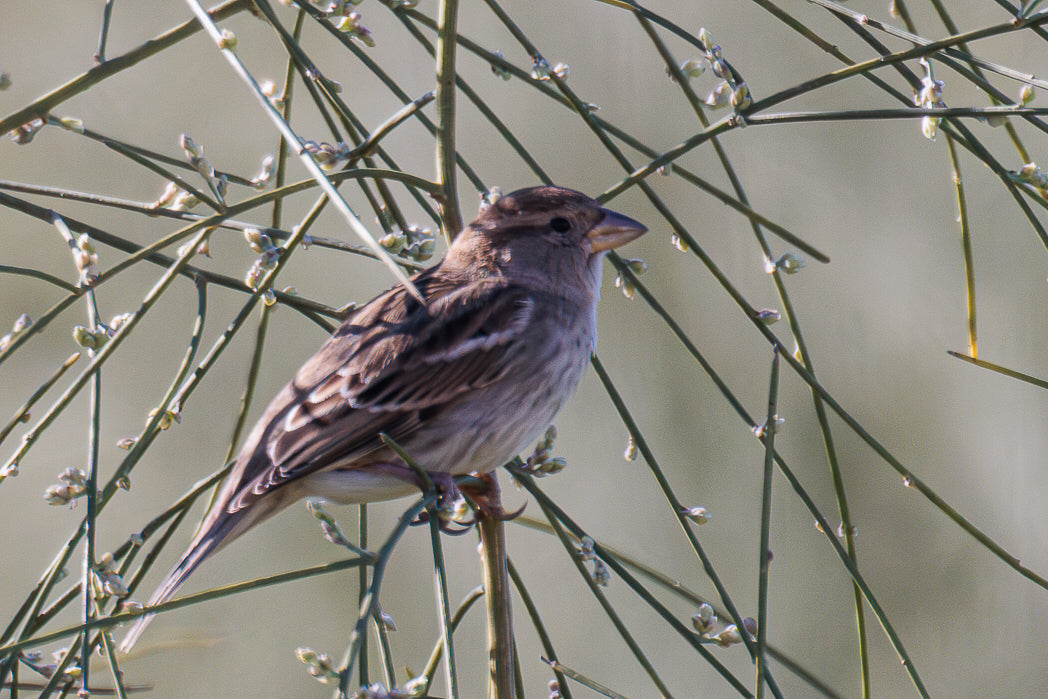 Pardal Comum (Passer Domesticus)