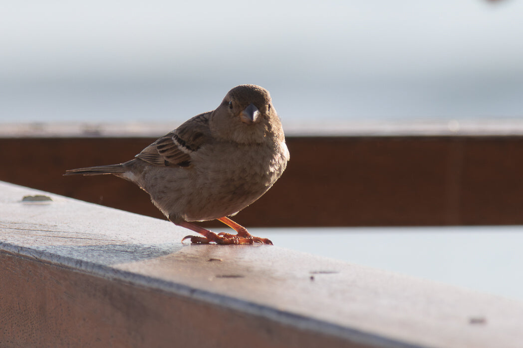 Pardal Comum (Passer Domesticus)