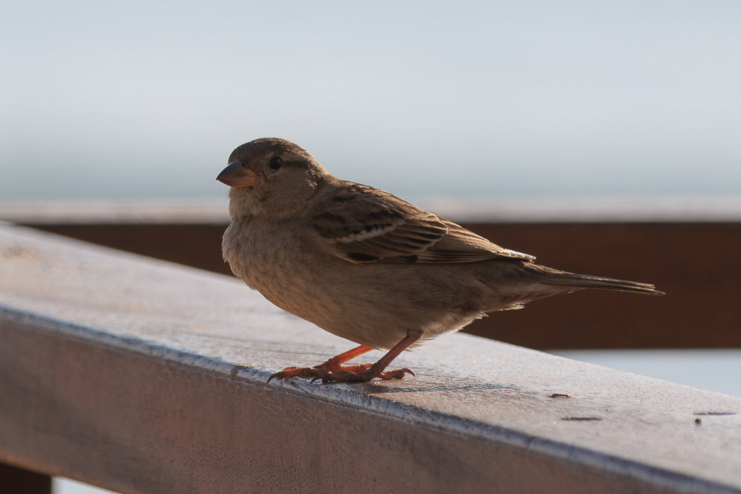 Pardal Comum (Passer Domesticus)