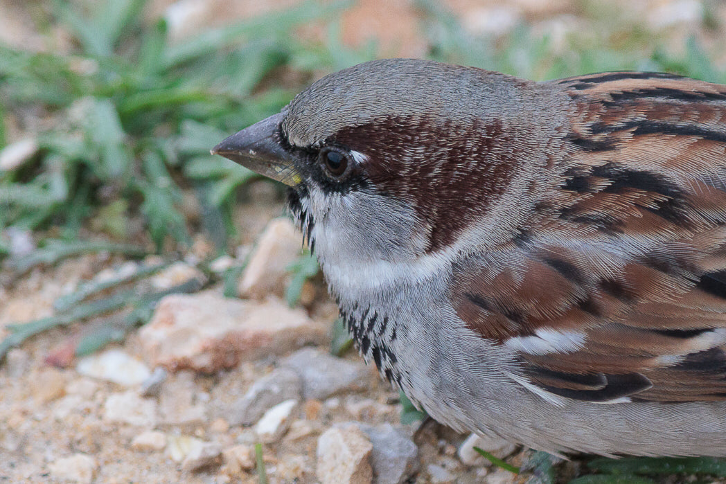 Sparow (Passer Domesticus)