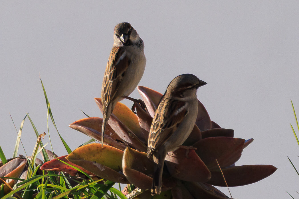 Pardal Comum (Passer Domesticus)