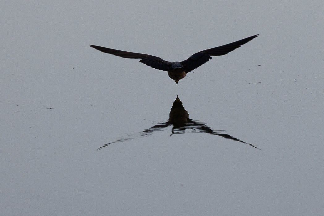 Andorinha-das-chaminés (Hirundo rustica)