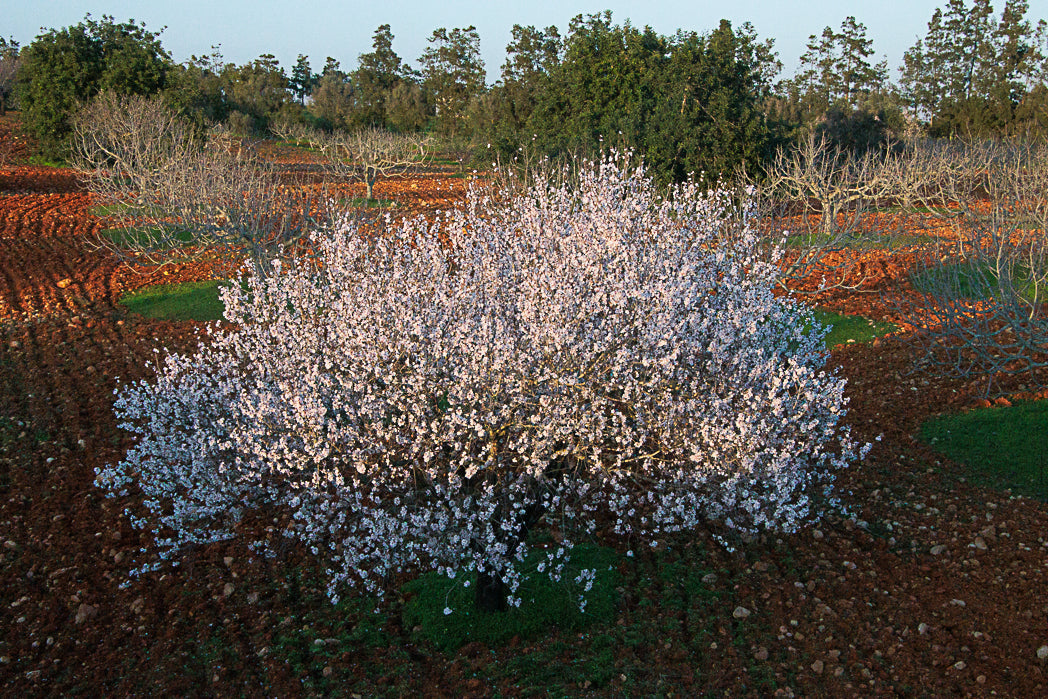 My Almond Tree Colletion