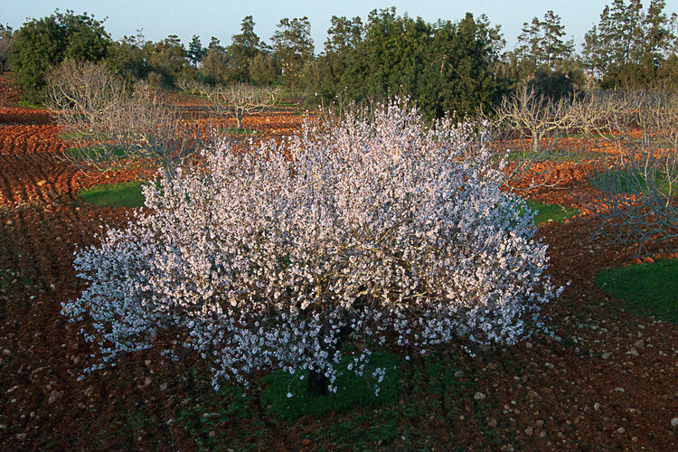 My Almond Tree Colletion