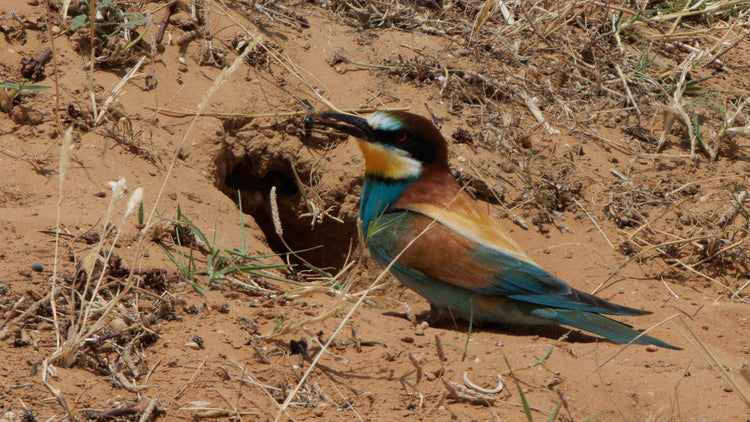 Bee-eater, European (Merops apiaster)