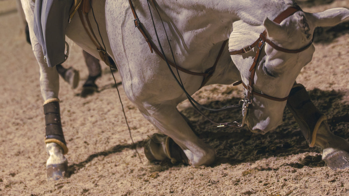 A close-up action shot of a white horse in a western saddle, wearing brown leather bridle and leg wraps, moving across a sandy arena floor.