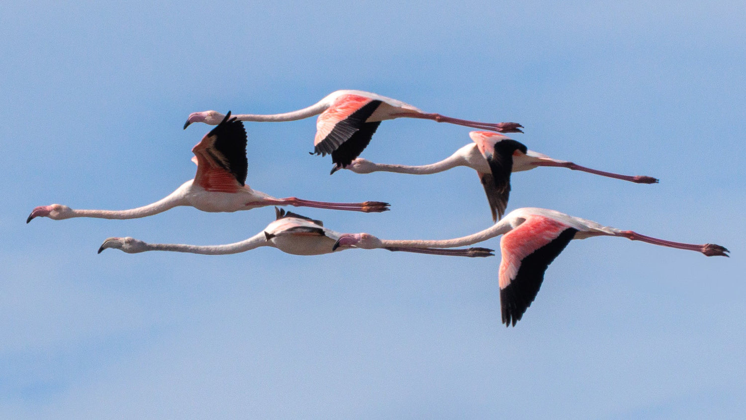 Flaingo, Greater Flamingo (Phoenicopterus roseus)