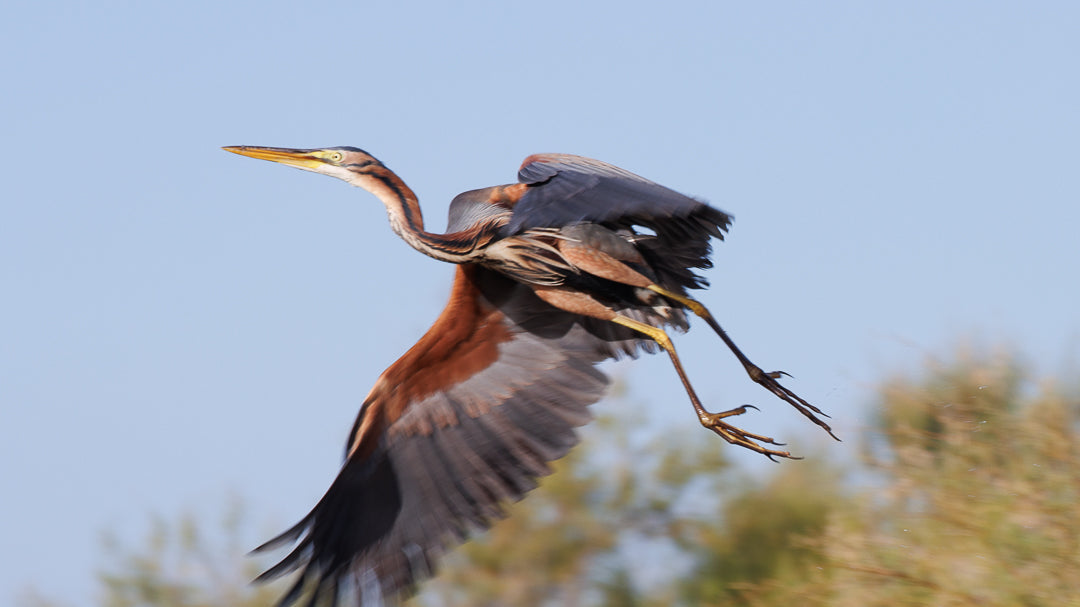 Purple Heron (Ardea purpurea)