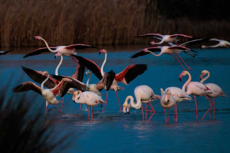 Flamingo (Phoenicopterus roseus)