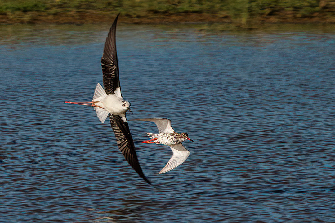 Stilt (Himantopus himantopus)