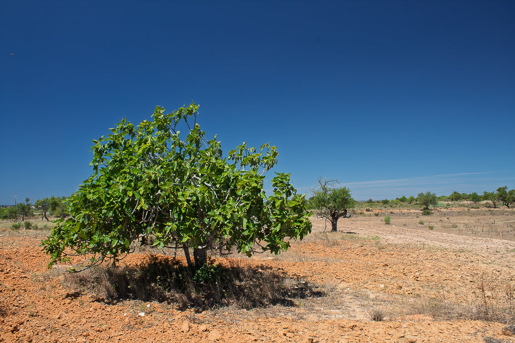 Fig Tree in a dry landscape with clear blue sky